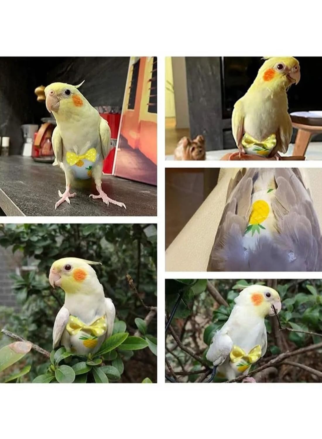 Pet Bird Clothes and acc